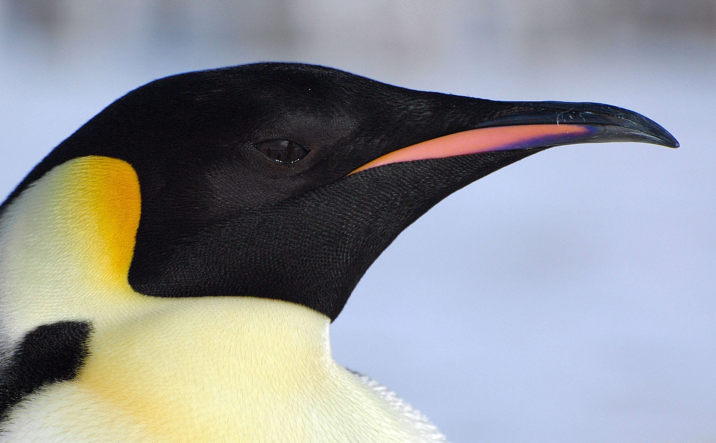 Image of Emperor Penguin