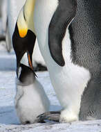 Image of Emperor Penguin