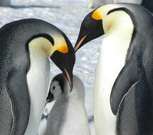 Image of Emperor Penguin