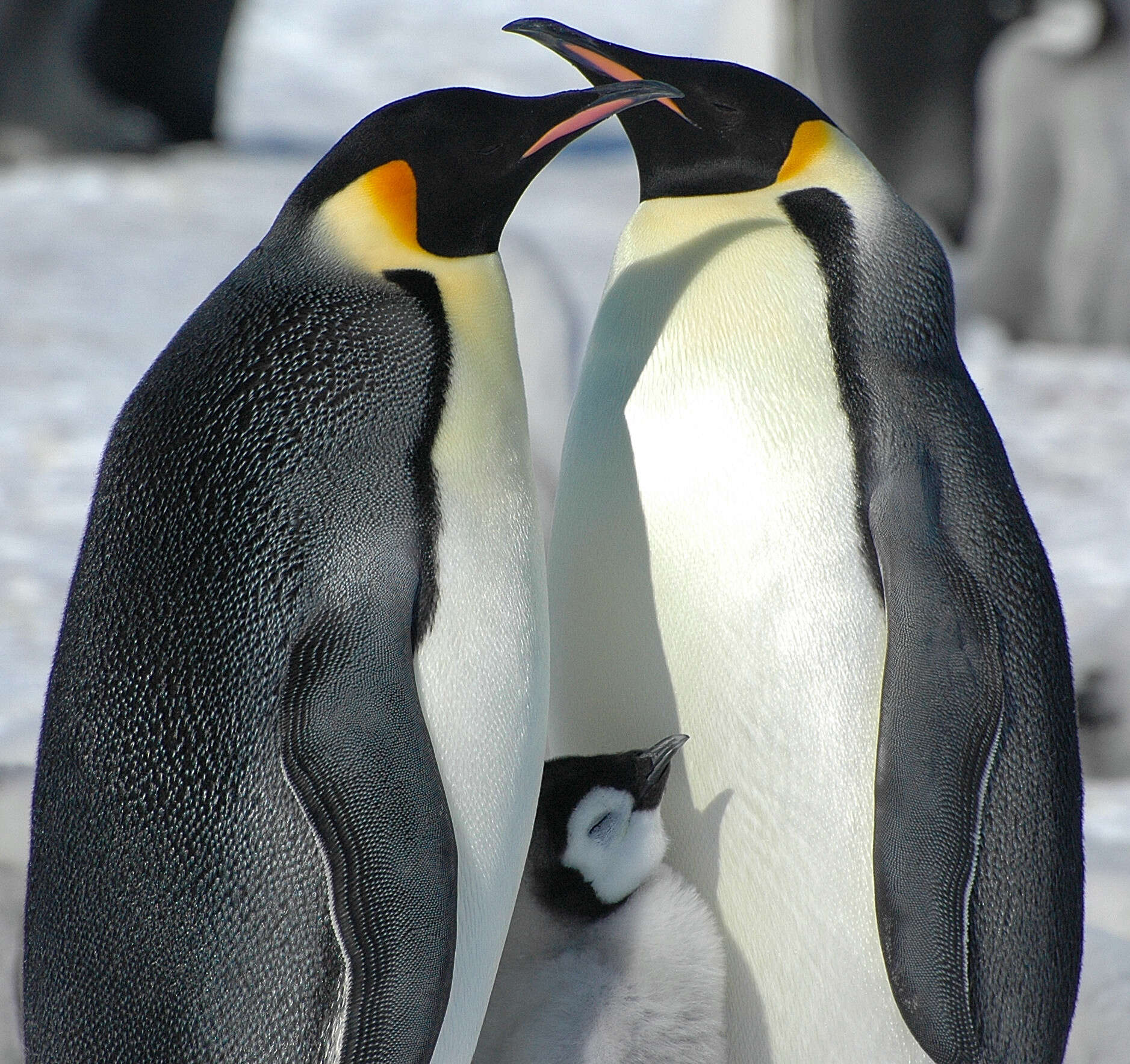 Image of Emperor Penguin