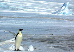 Image of Emperor Penguin