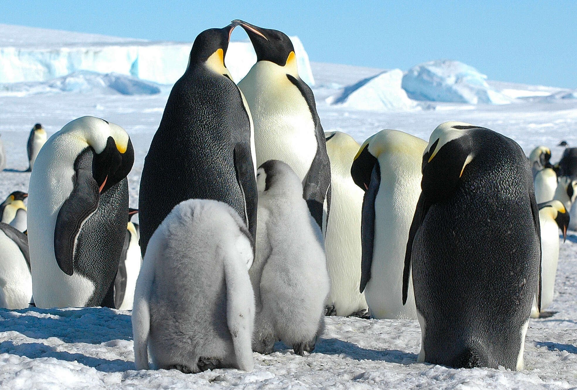 Image of Emperor Penguin