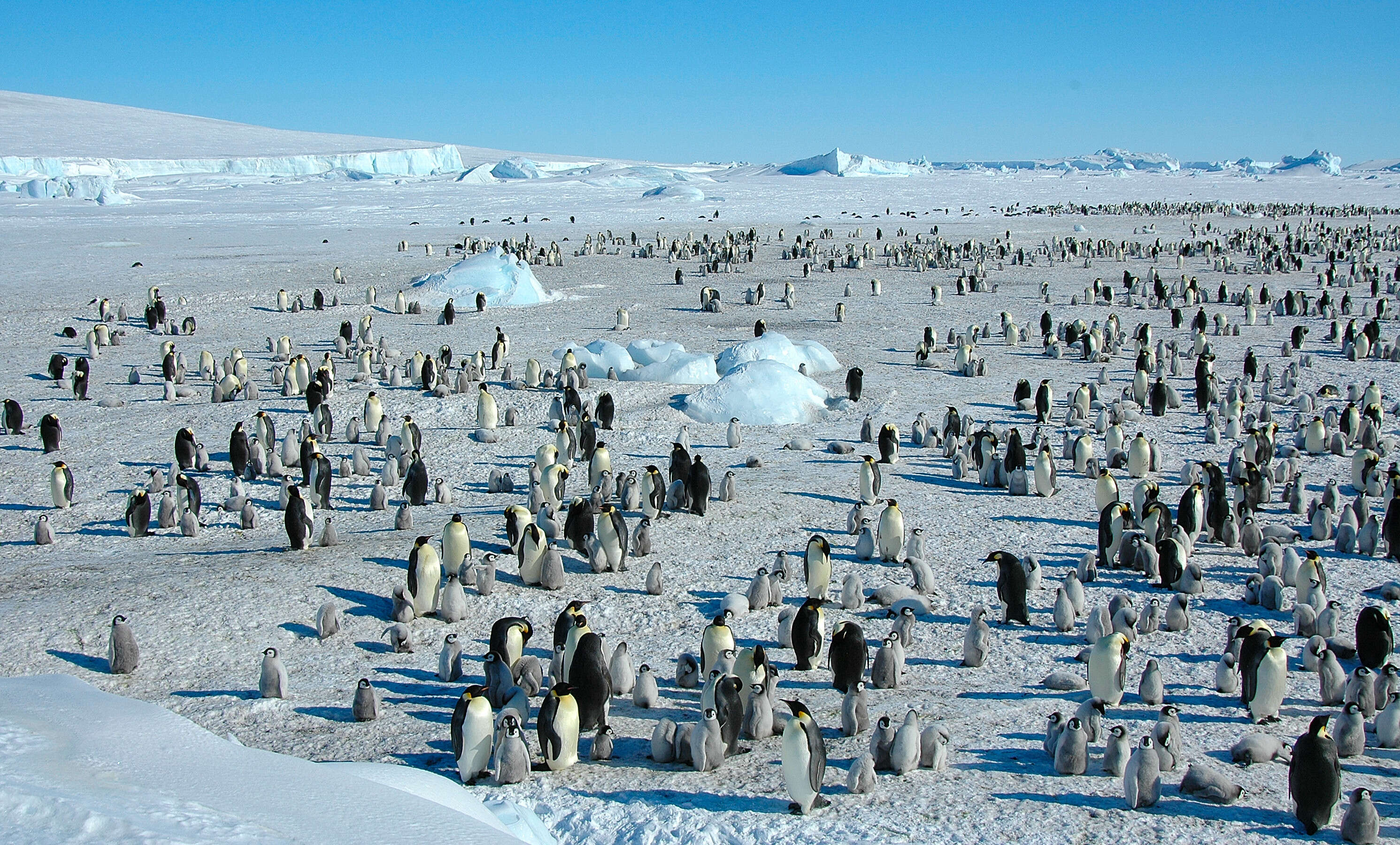 Image of Emperor Penguin