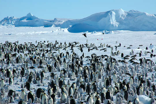 Image of Emperor Penguin