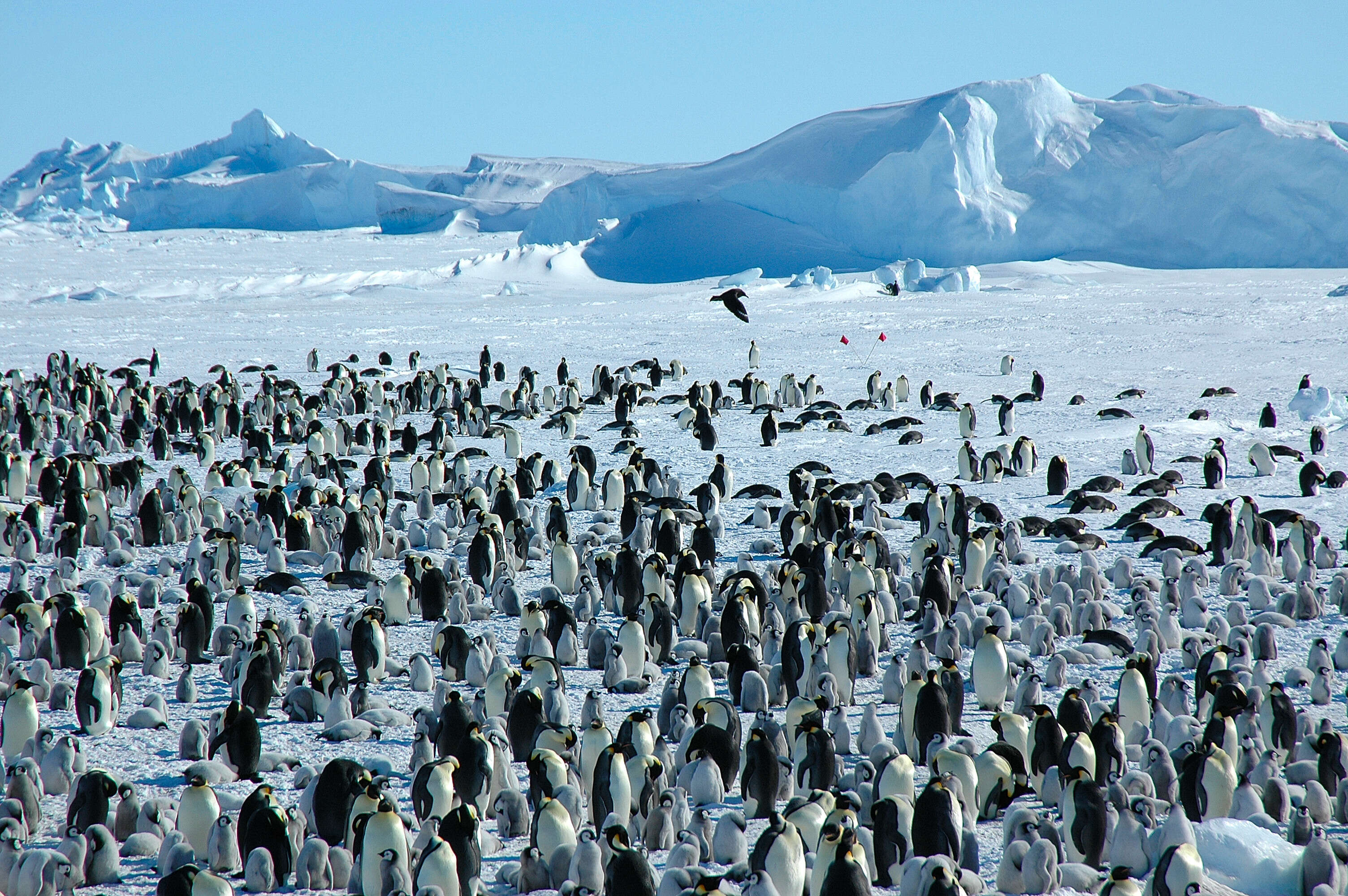 Image of Emperor Penguin