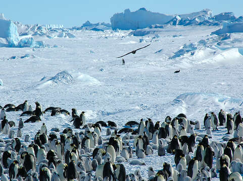 Image of Emperor Penguin