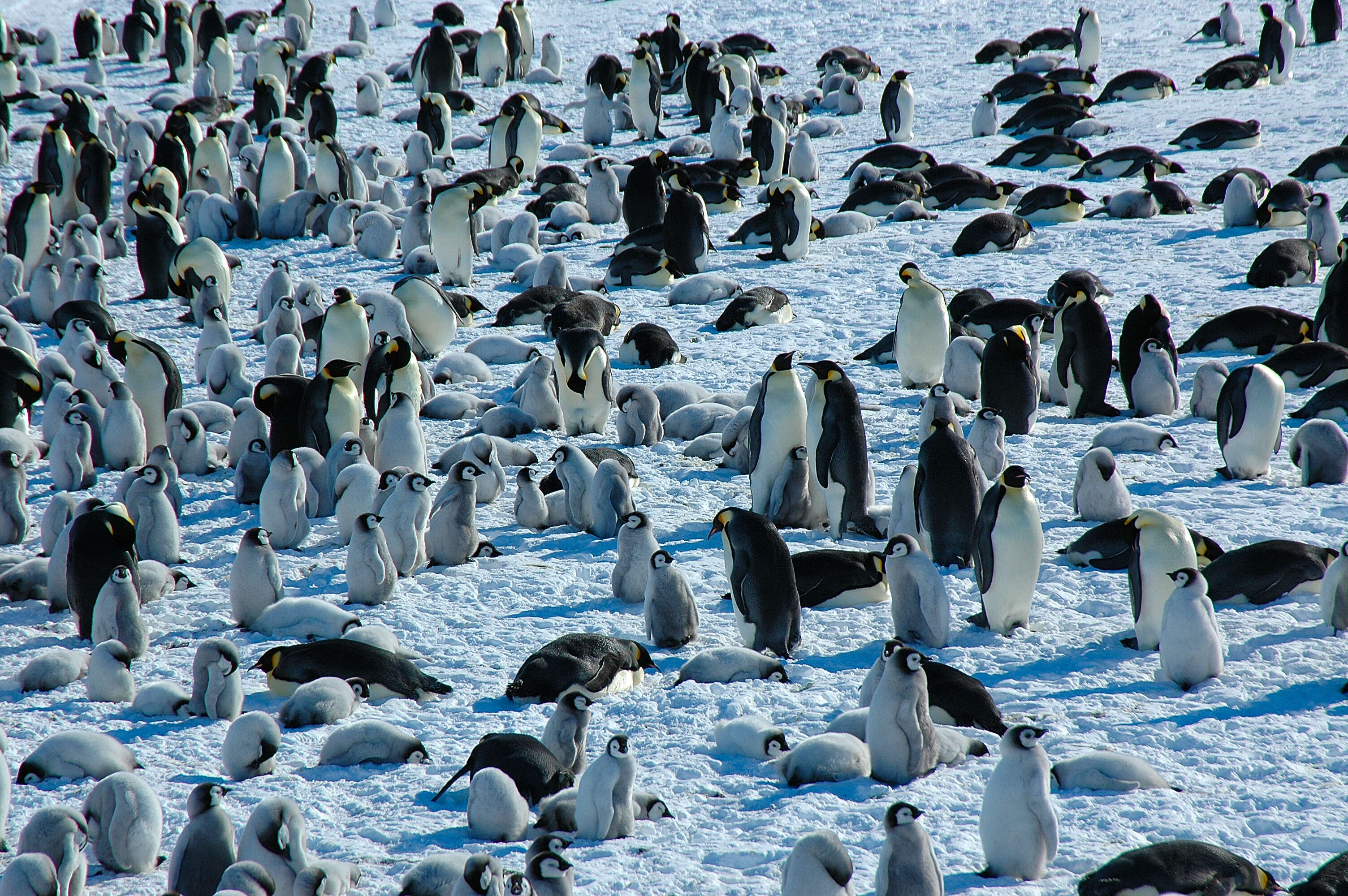 Image of Emperor Penguin