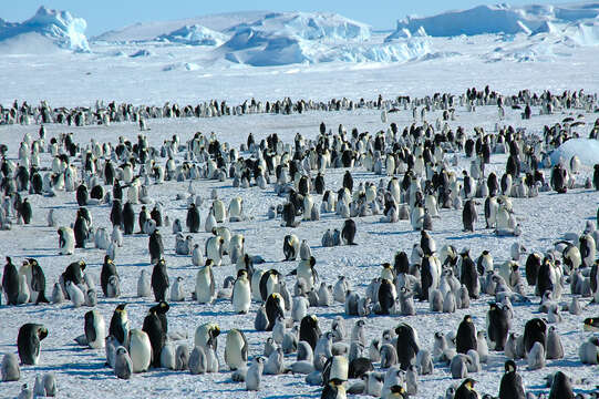 Image of Emperor Penguin