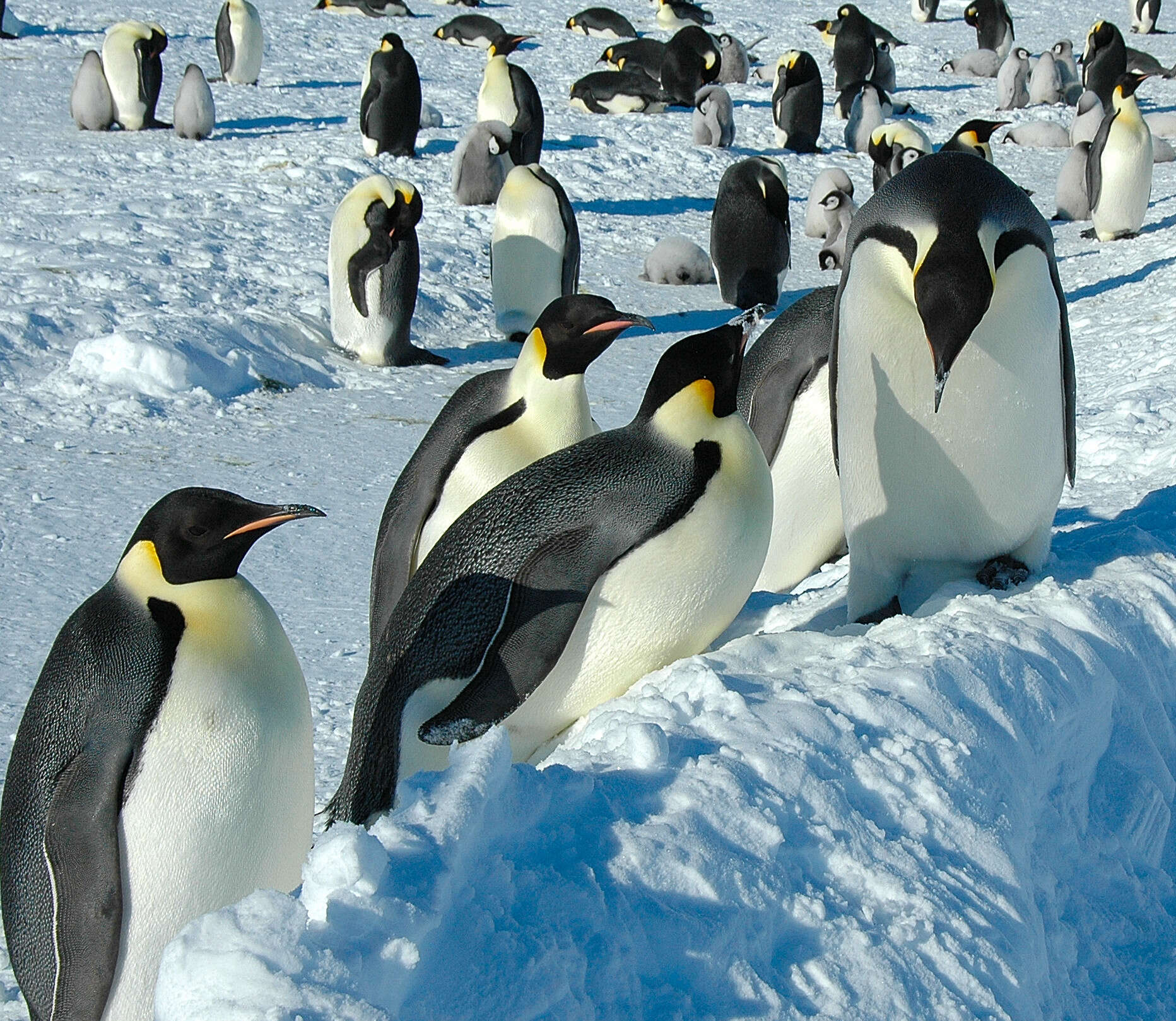 Image of Emperor Penguin