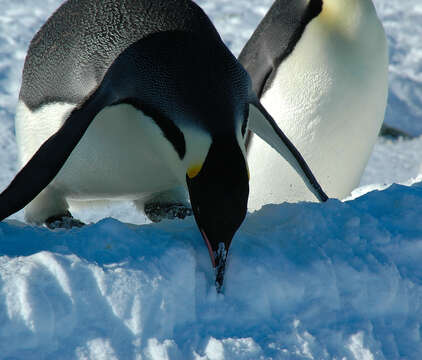 Image of Emperor Penguin