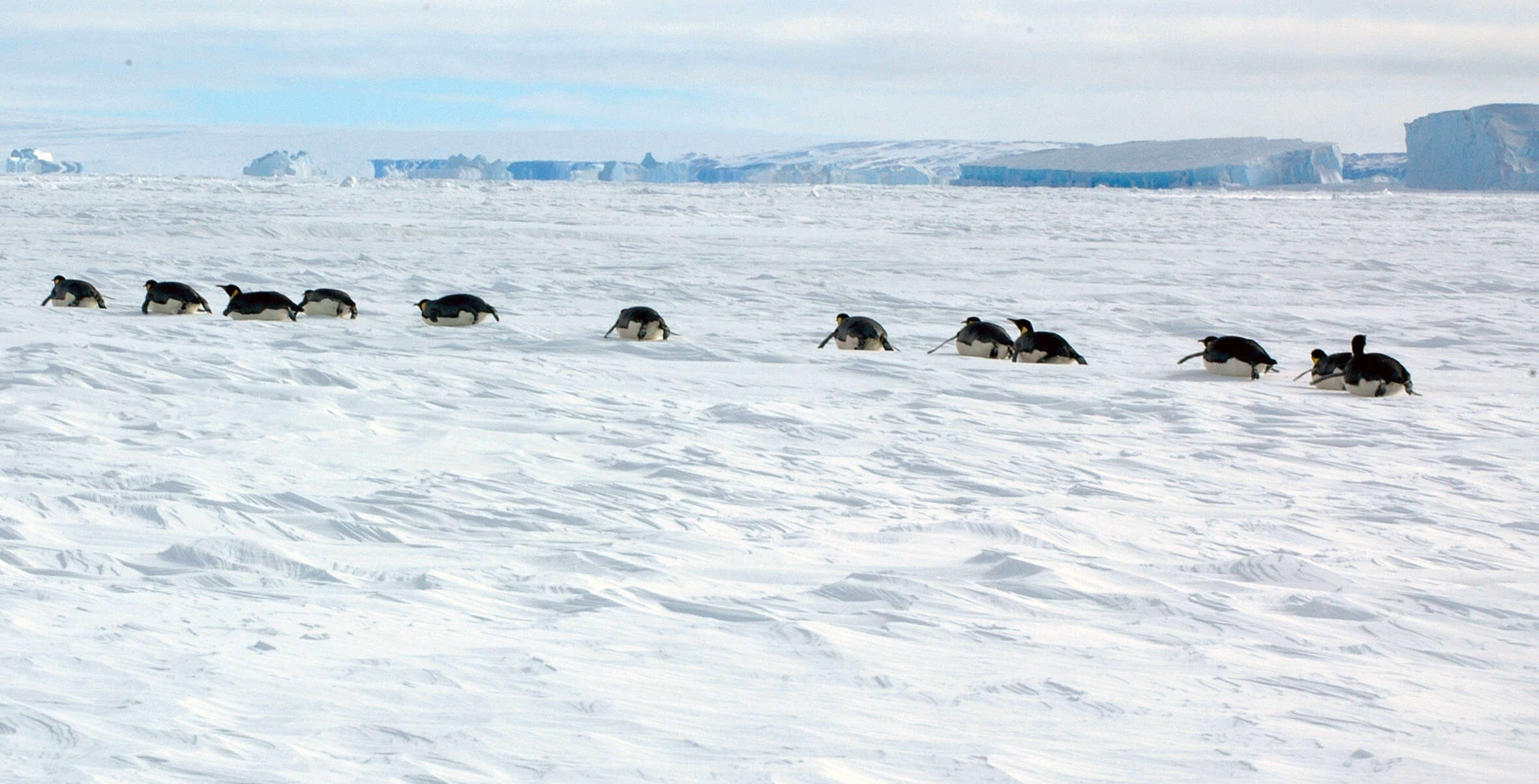 Image of Emperor Penguin