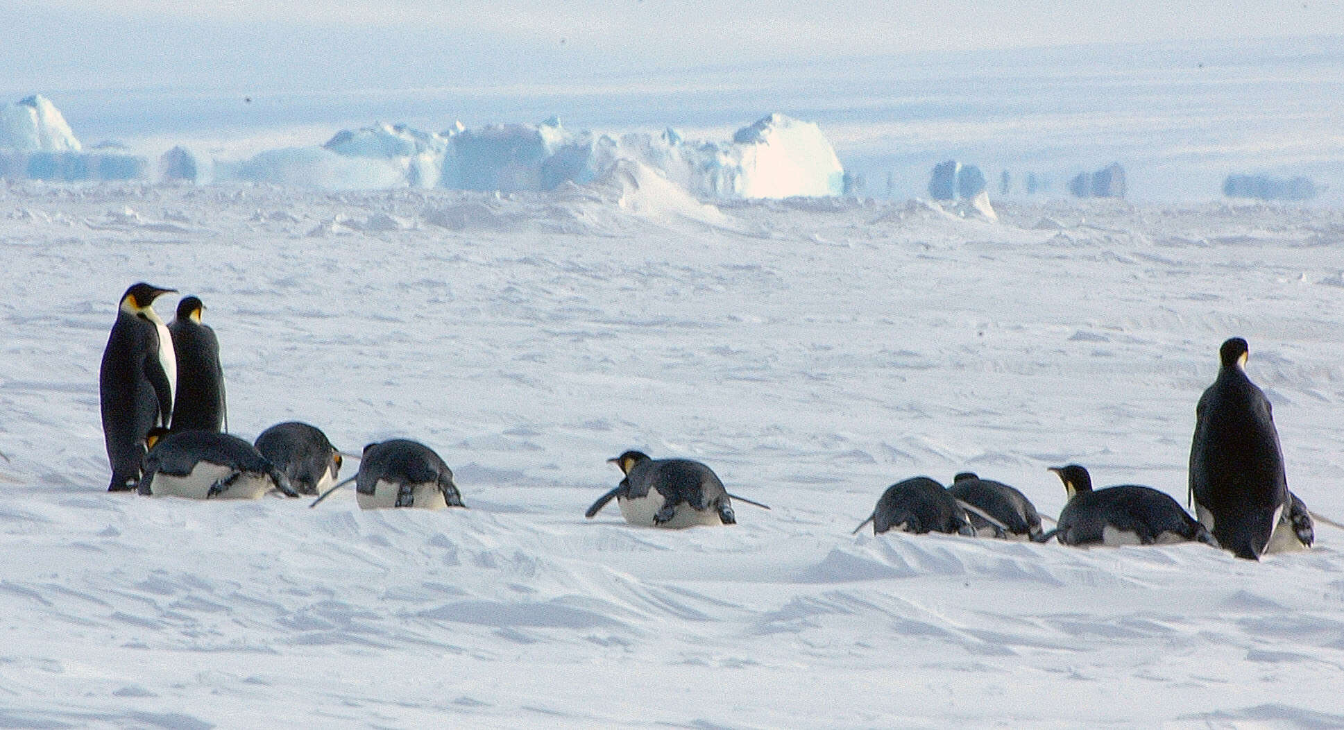 Image of Emperor Penguin