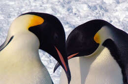 Image of Emperor Penguin