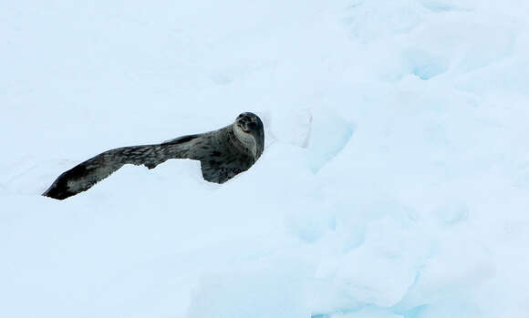 Image of Weddell seal