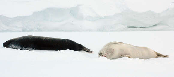 Image of Weddell seal