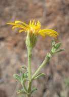 Image of hairy false goldenaster