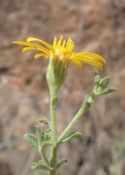 Image of hairy false goldenaster