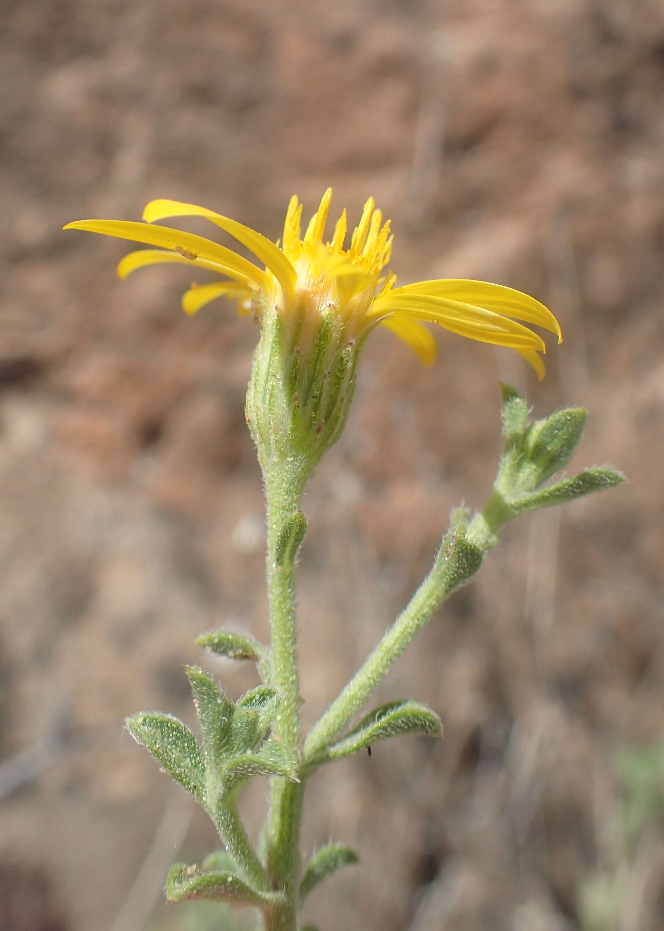 Image of hairy false goldenaster