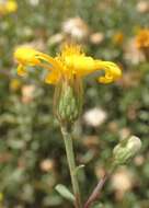 Image of hairy false goldenaster