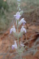 Image of frosted mint