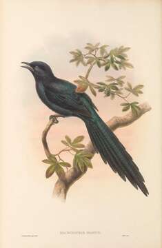 Image of Long-tailed Starling