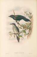 Image of Metallic Starling