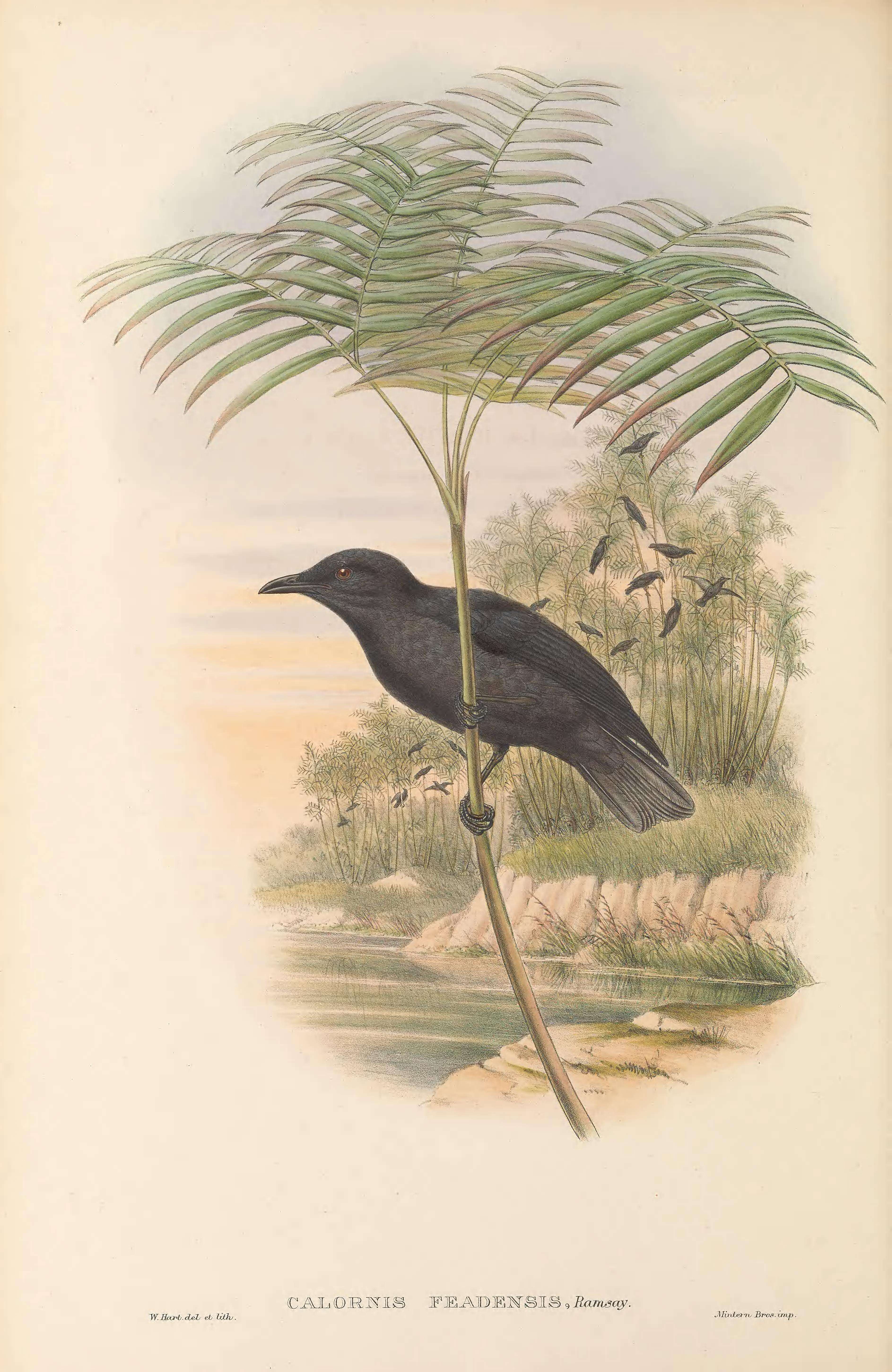 Imagem de Aplonis feadensis (Ramsay & EP 1882)
