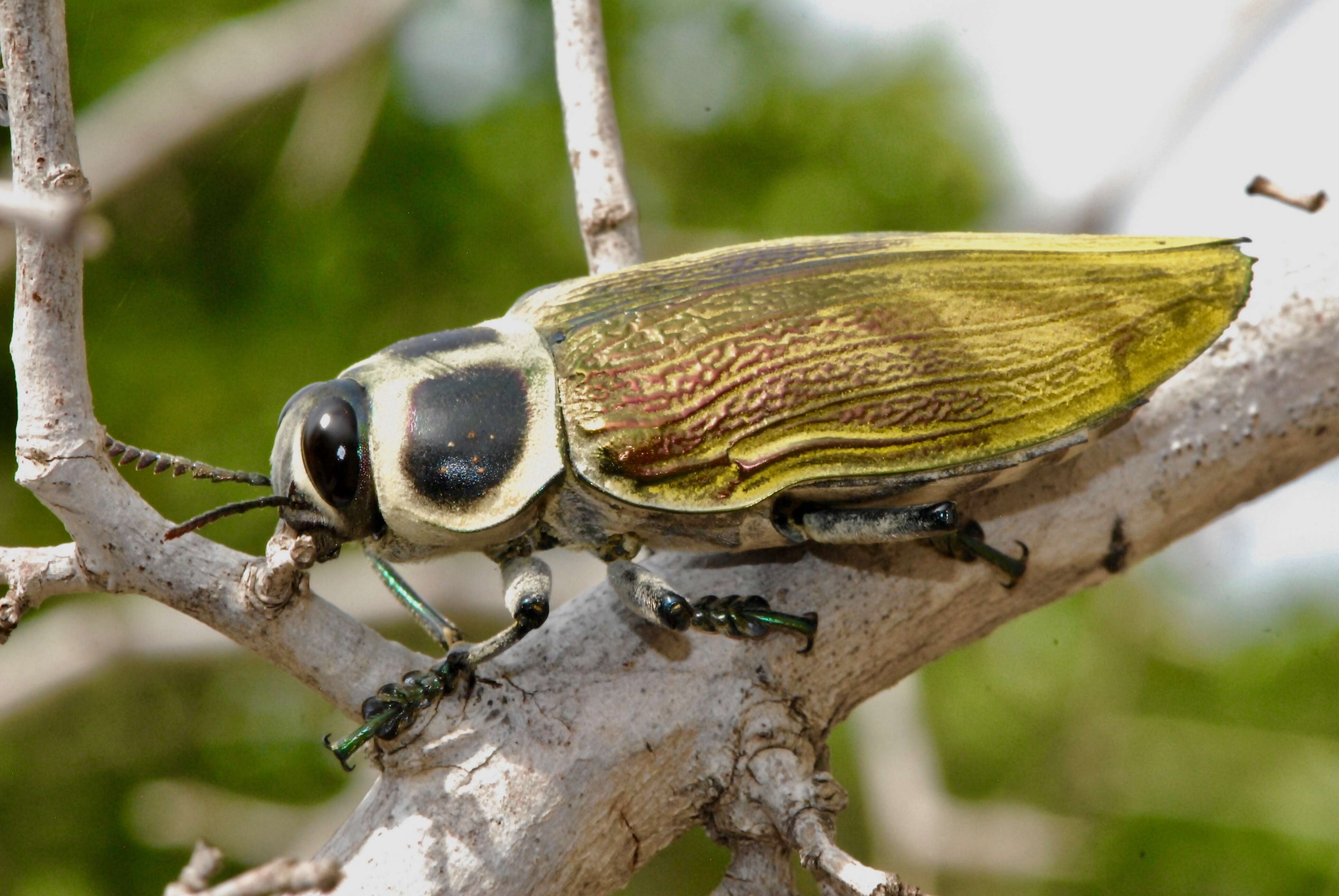 Image of Euchroma giganteum (Linnaeus 1758)