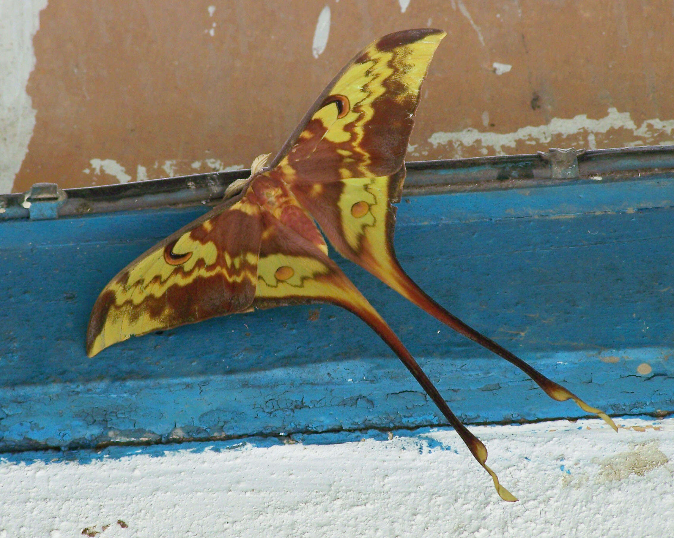 Image of Malaysian moon moth