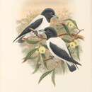 Image of Bismarck Woodswallow