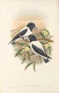 Image of Bismarck Woodswallow