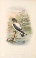 Image of Ivory-backed Woodswallow