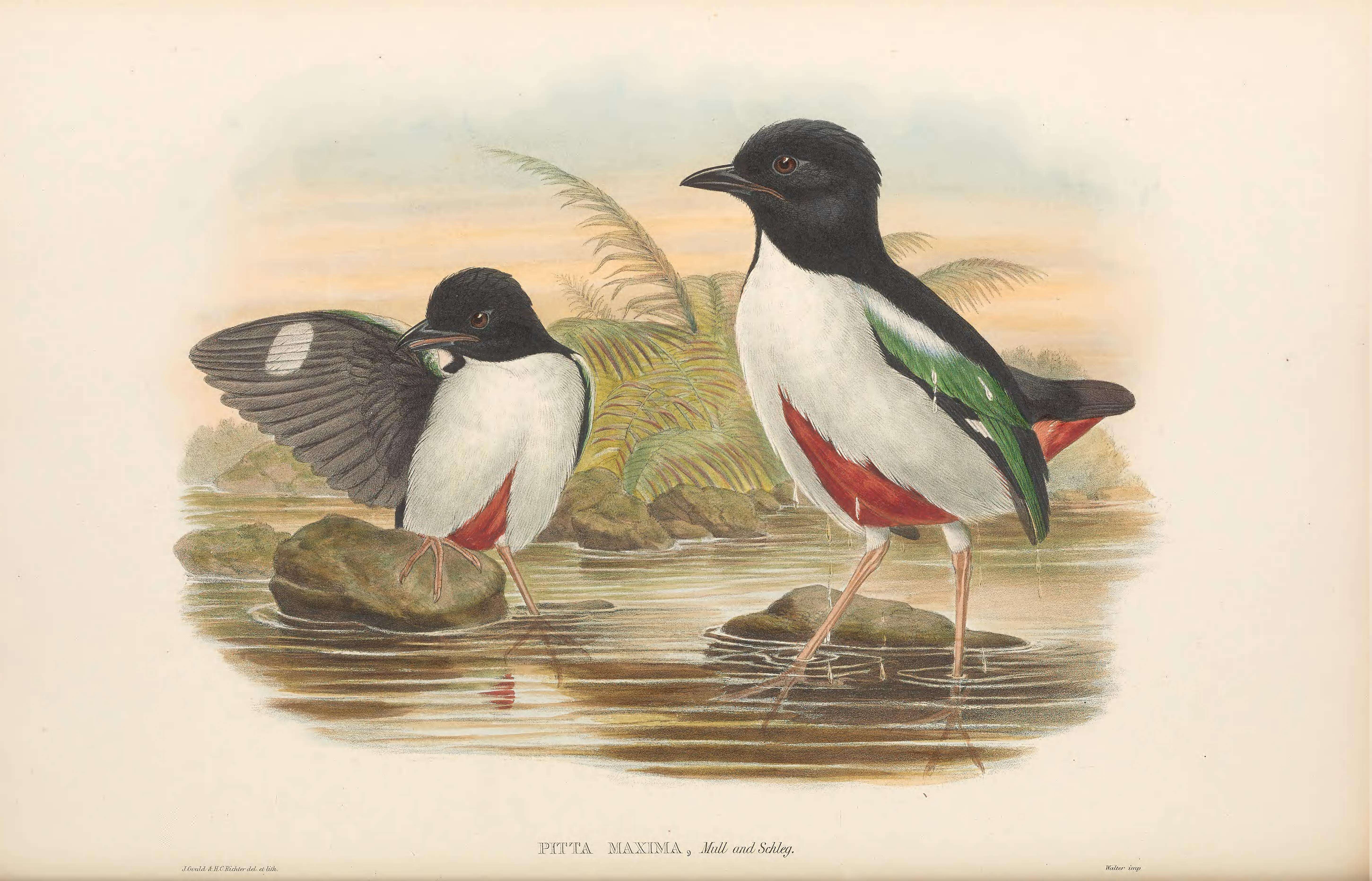Image of Ivory-breasted Pitta