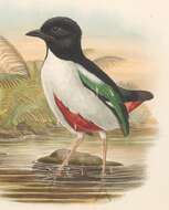 Image of Ivory-breasted Pitta