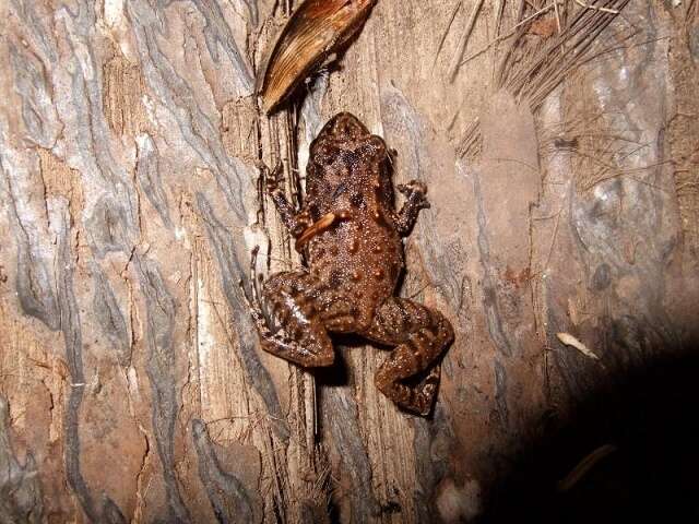 Image of Seychelles Frog