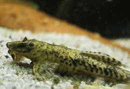 Image of suckermouth armored catfishes