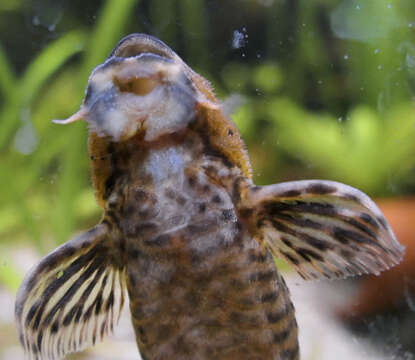 Image of Chocolate-colored catfish