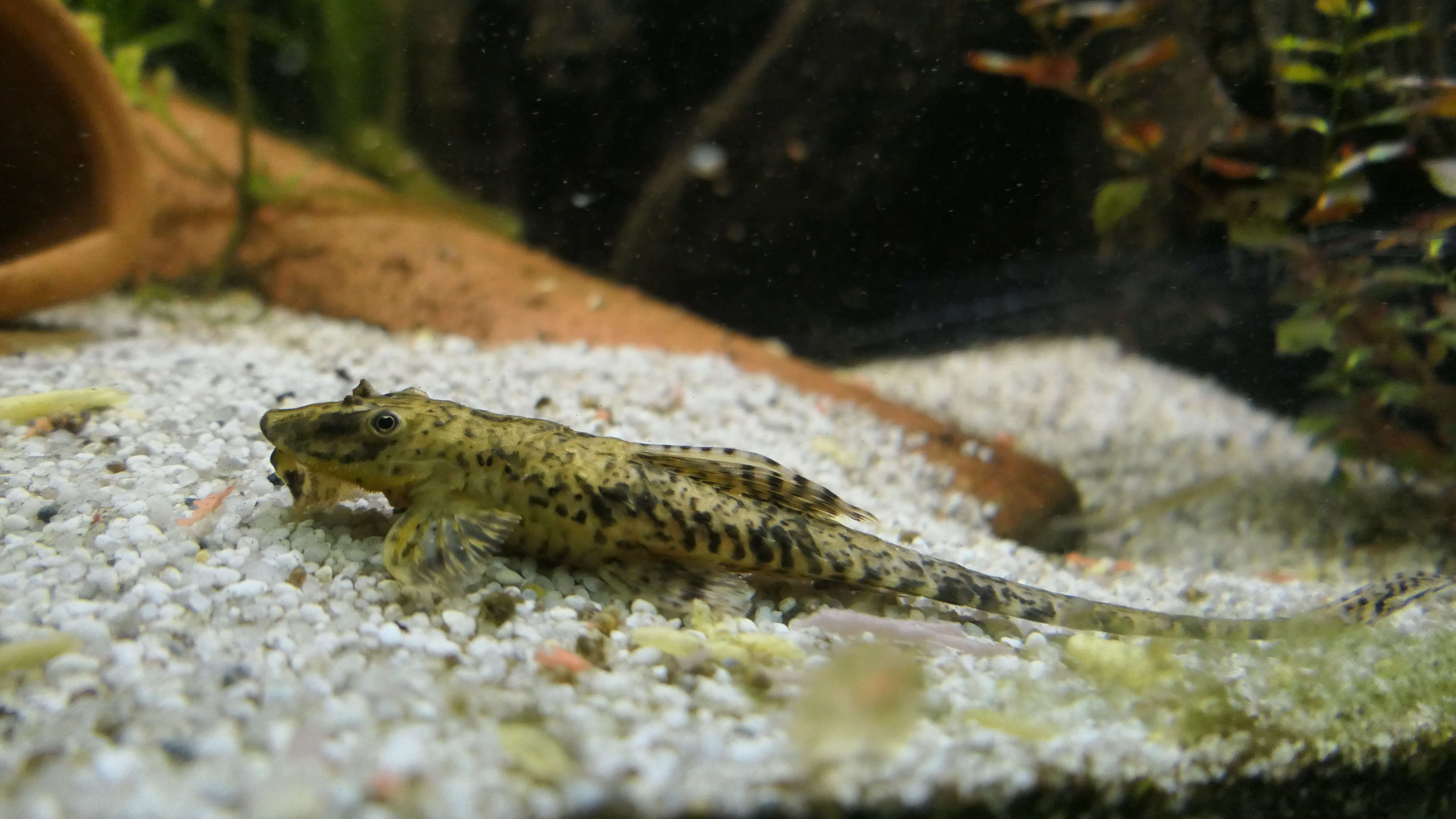 Image of suckermouth armored catfishes