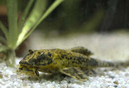 Image of suckermouth armored catfishes