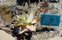 Image of Dudleya brittonii Johansen