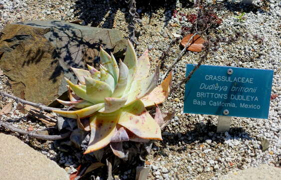 Image of Dudleya brittonii Johansen