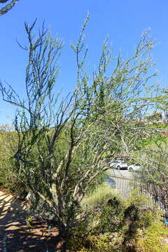 Image of Fouquieria formosa Kunth