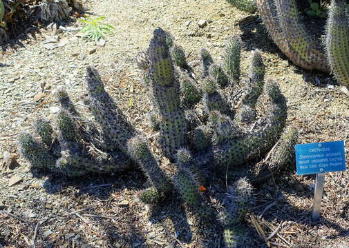 Image of Organ Pipe Cactus