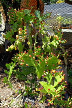 Image of Common Pricklypear