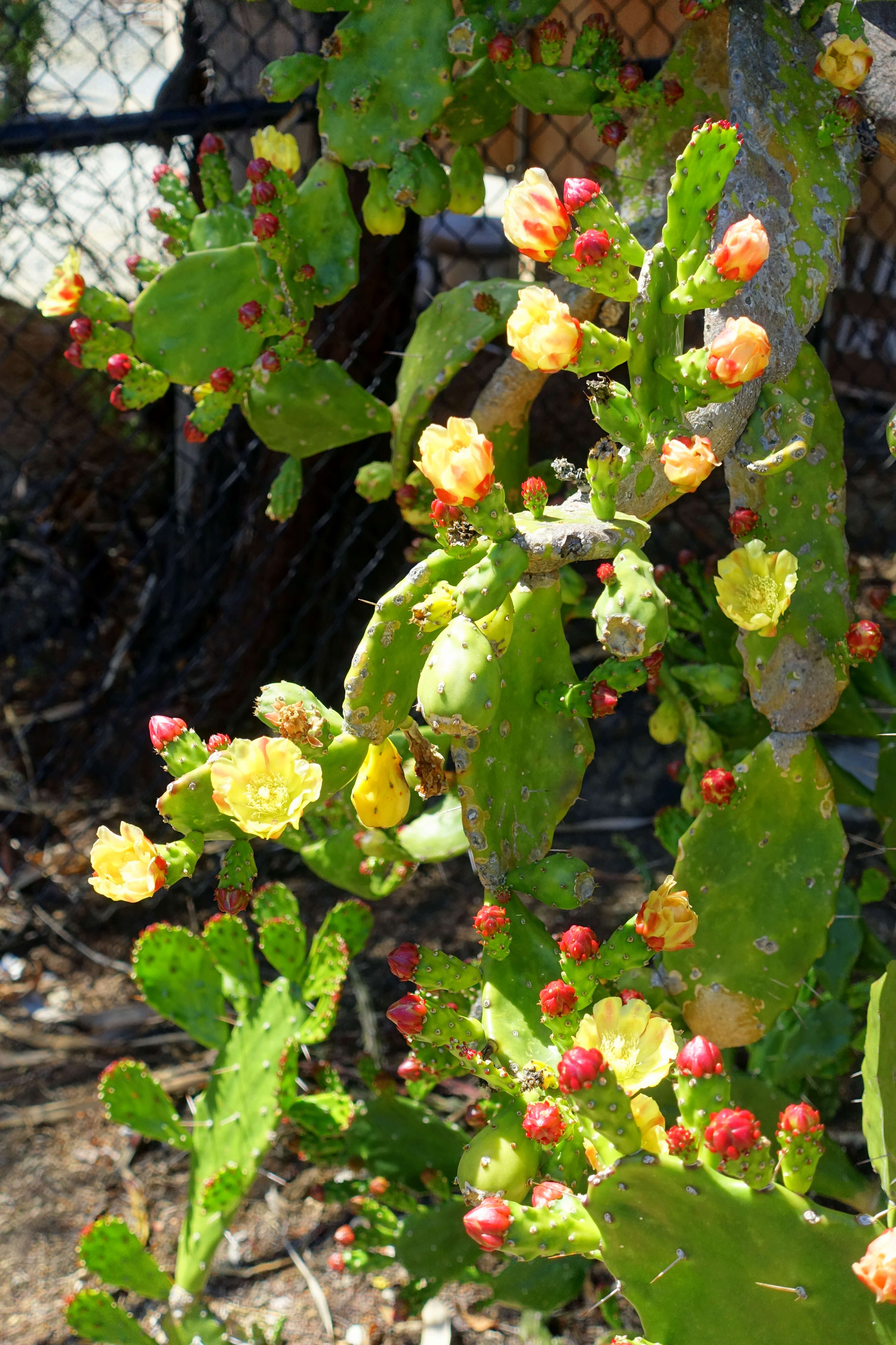 Image of Common Pricklypear