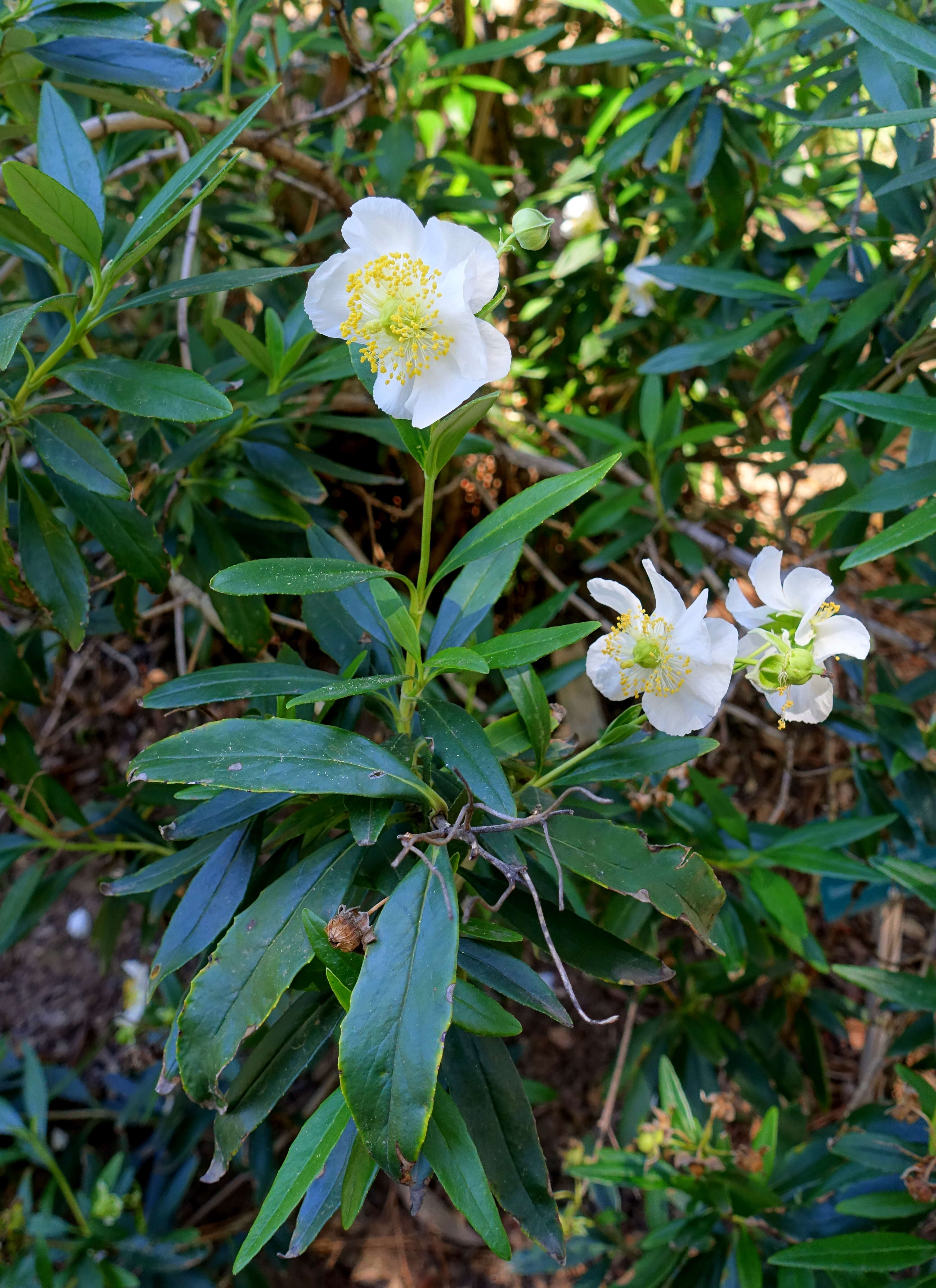 Image of tree anemone