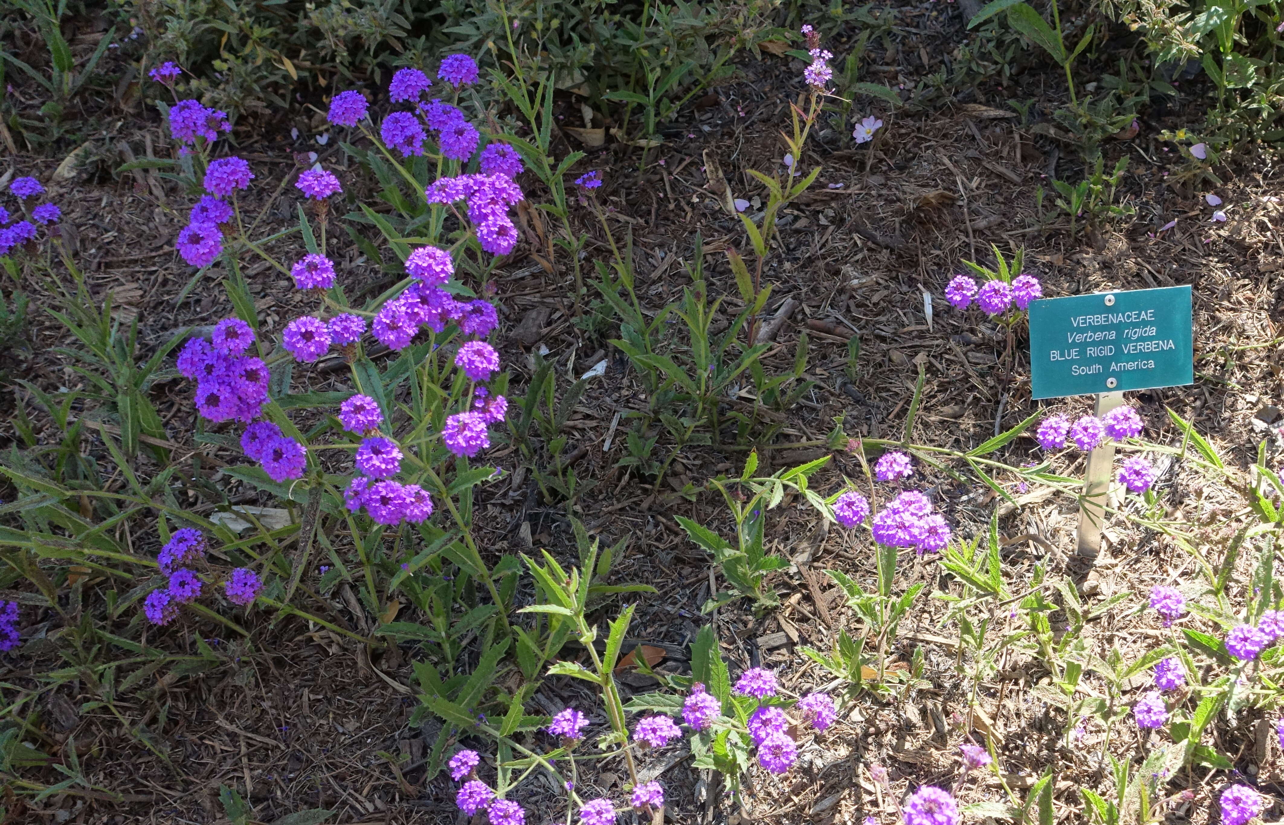 Image of tuberous vervain