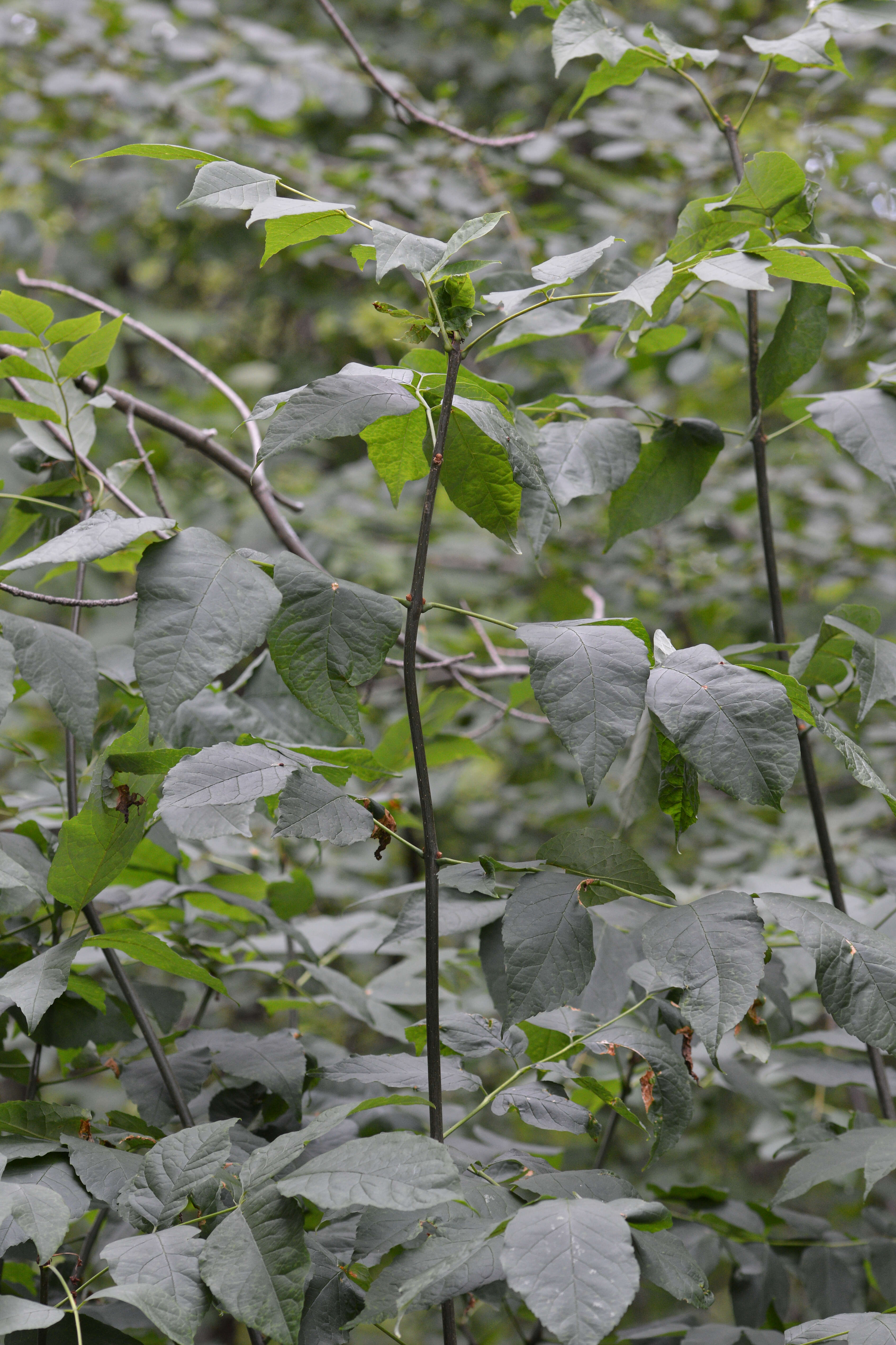 Image of green ash