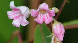 Image of flytrap dogbane