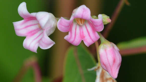 Image of flytrap dogbane